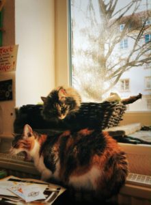Eine Katze im Körbchen, eine Katze auf der Heizung. Eine guckt, die andere gähnt.